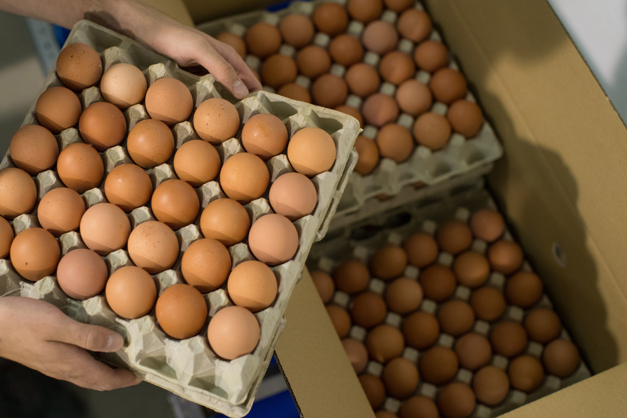 Fedeagro: Producción de huevos pasó de 1,5 millones a 250 mil cajas