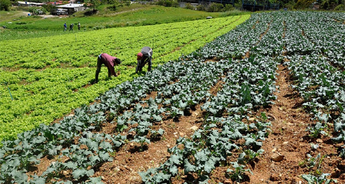 ¿Régimen de Maduro implementará producción agrícola al estilo vietnamita?