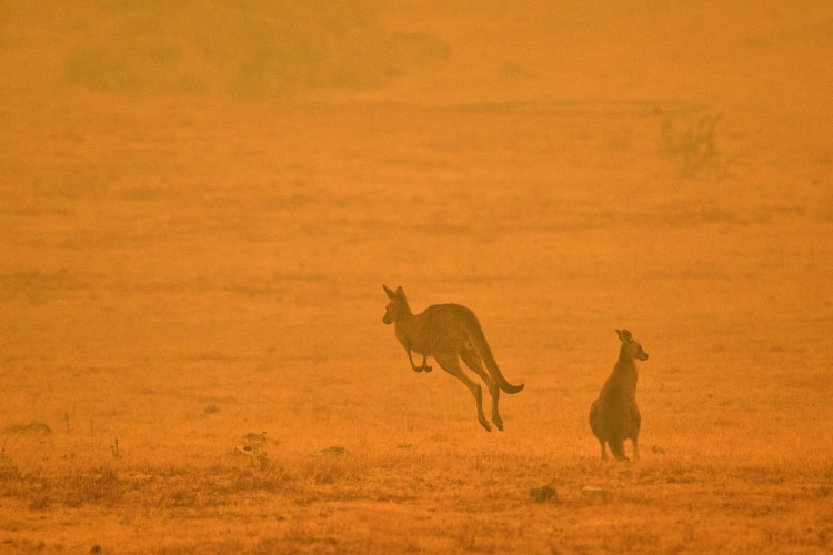 ¡El momento más triste! Estas son las especies que desaparecerán en Australia