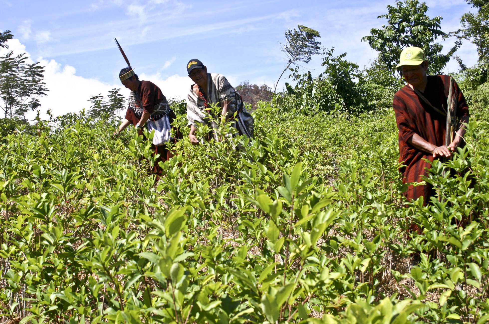 Rebautizado como partido comunista, Sendero Luminoso controla los cultivos de coca en Perú