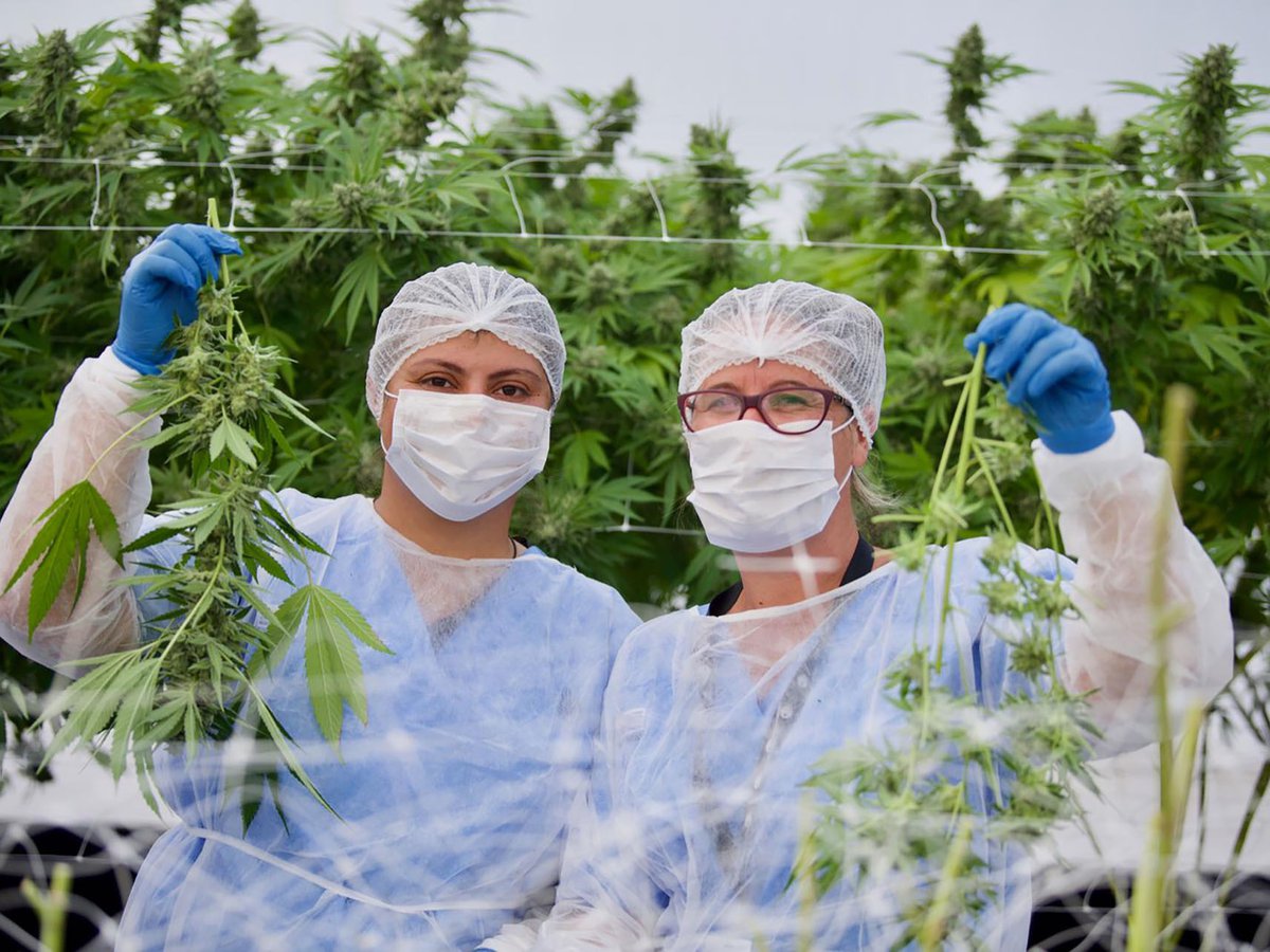 Uruguay se mete entre los mayores exportadores de cannabis del mundo
