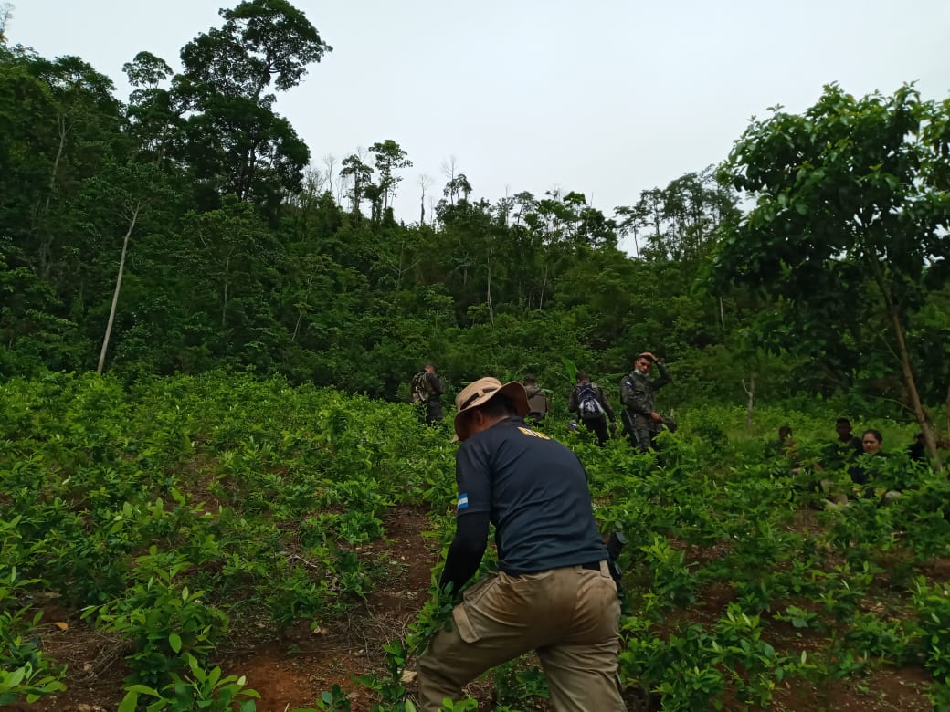 Carteles narcotraficantes apuestan a convertir a Honduras en un gran productor de cocaína