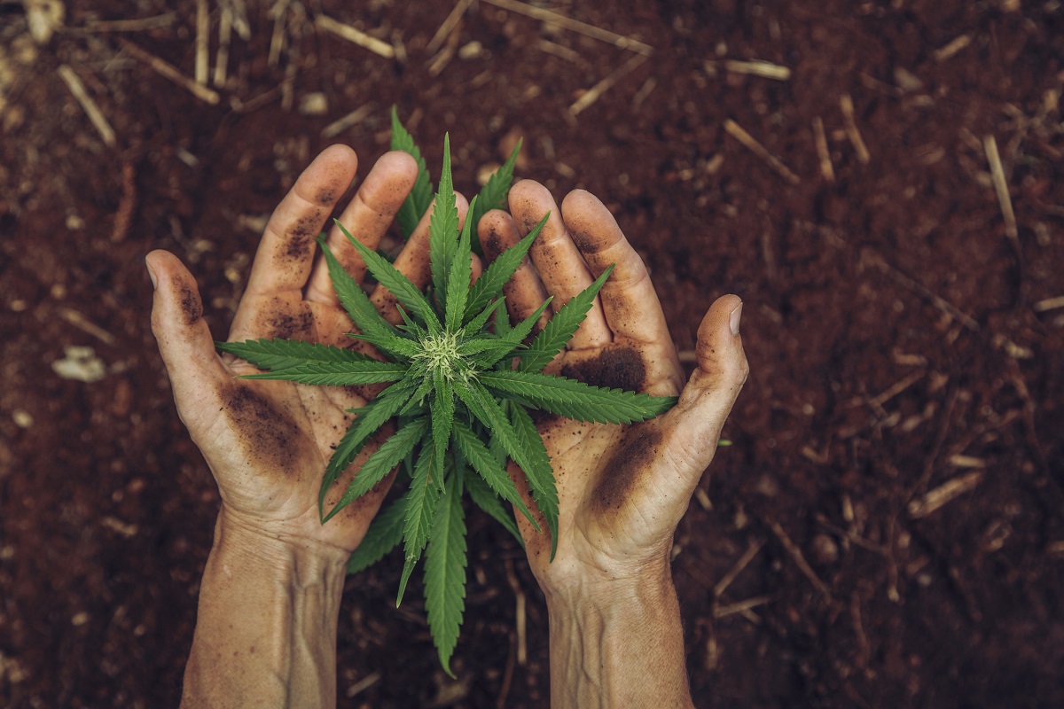 ONU reconoce al cannabis por sus propiedades medicinales