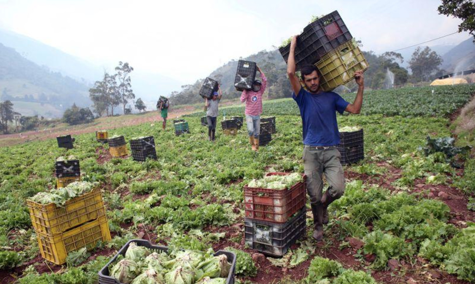 La crisis de PDVSA es una «camisa de fuerza» para el sector agroindustrial en Venezuela
