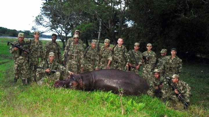 pepe, el hipopotamo cazado del capo pablo escobar - primer informe