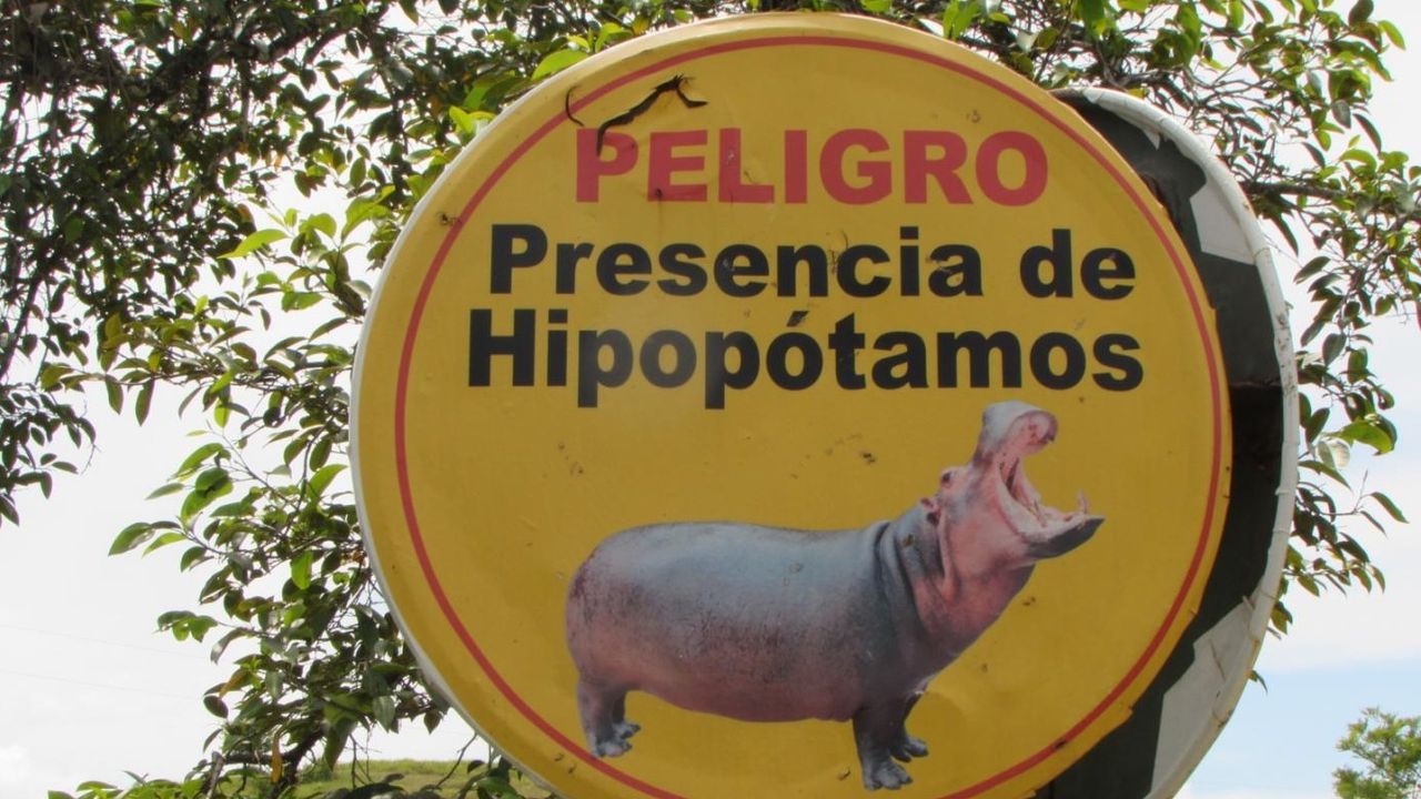 Este es el plan de Colombia para «deportar» 70 de los hipopótamos de Pablo Escobar