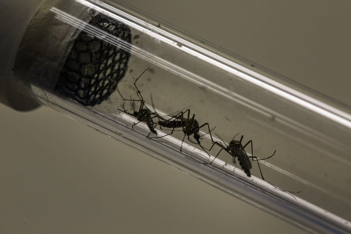 Así son los mosquitos modificados genéticamente que financió Bill Gates