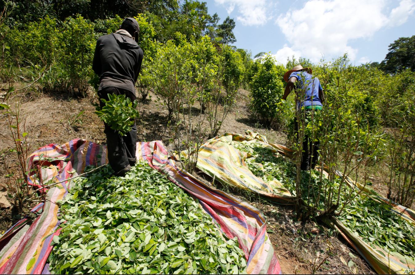 Tribunal logra frenar la destrucción de cultivos de coca en Colombia