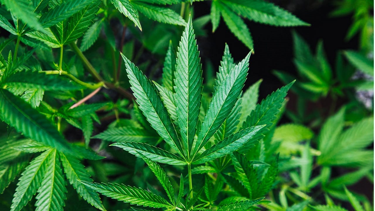 Colombia levanta veto a exportación de flor seca de cannabis