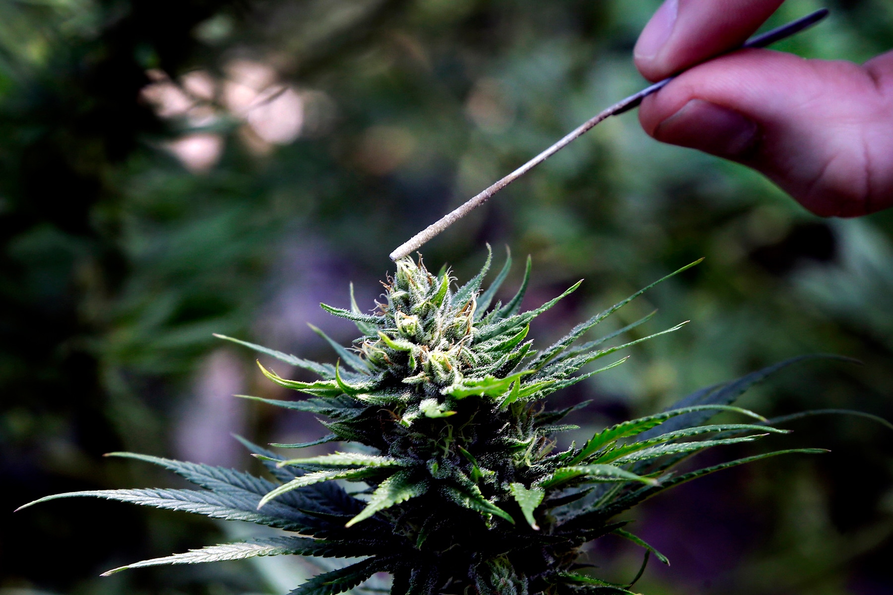Un popular tipo de cannabis sintético genera controversia en EEUU