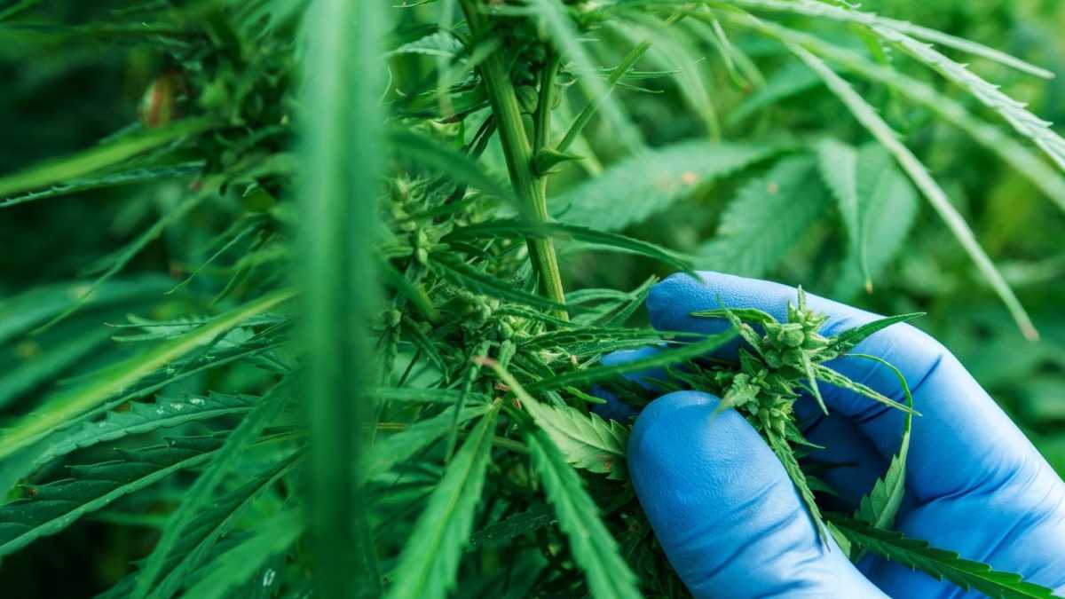 Colombia se perfila como potencia mundial del cannabis medicinal