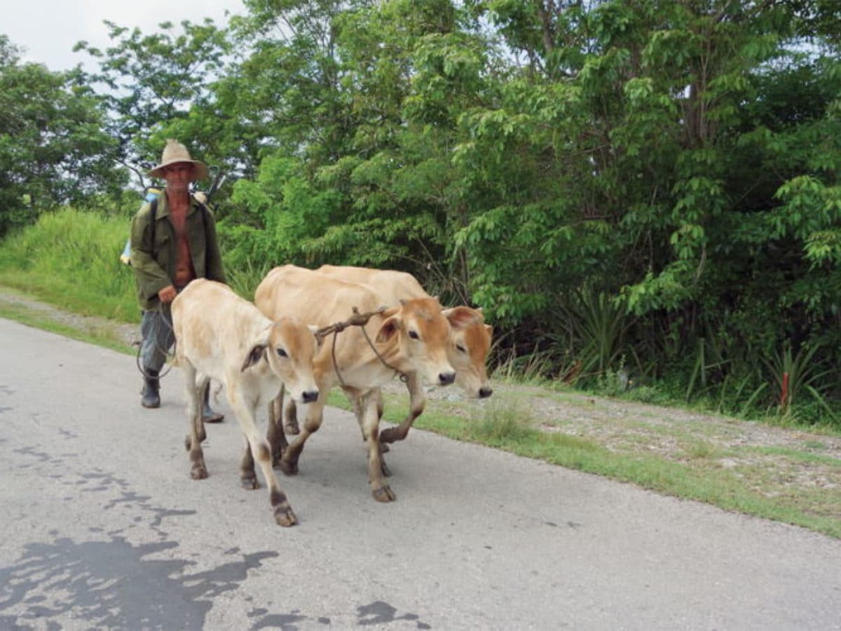 Las nuevas normas castristas para el sacrificio y consumo de ganado en Cuba