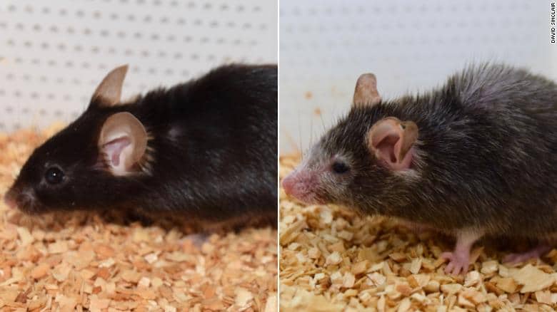 Pruebas que lograron revertir el envejecimiento en ratones serán hechas en humanos