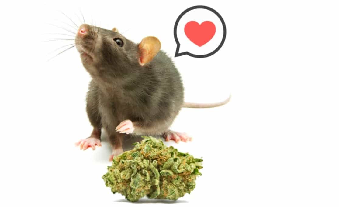 En la India las ratas se comieron 200 kilos de cannabis de los depósitos de la policía