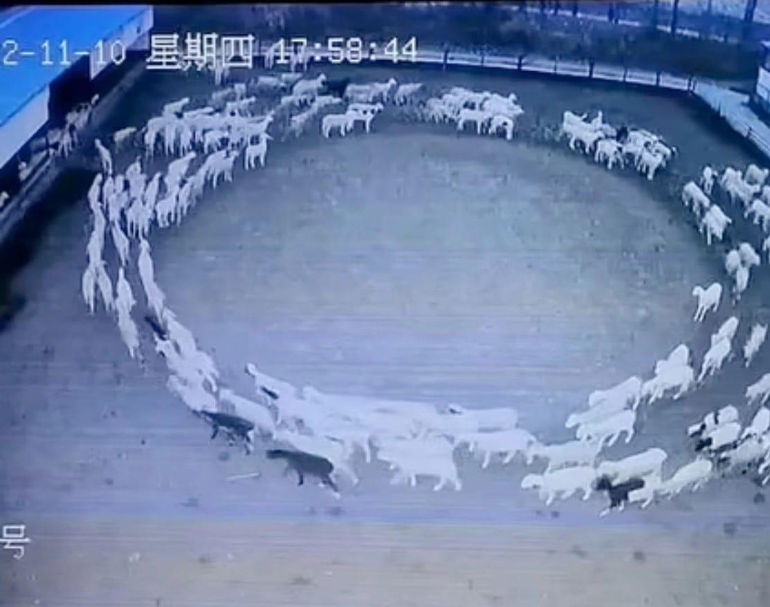Resuelven el misterio de las ovejas que caminaban en círculo en China
