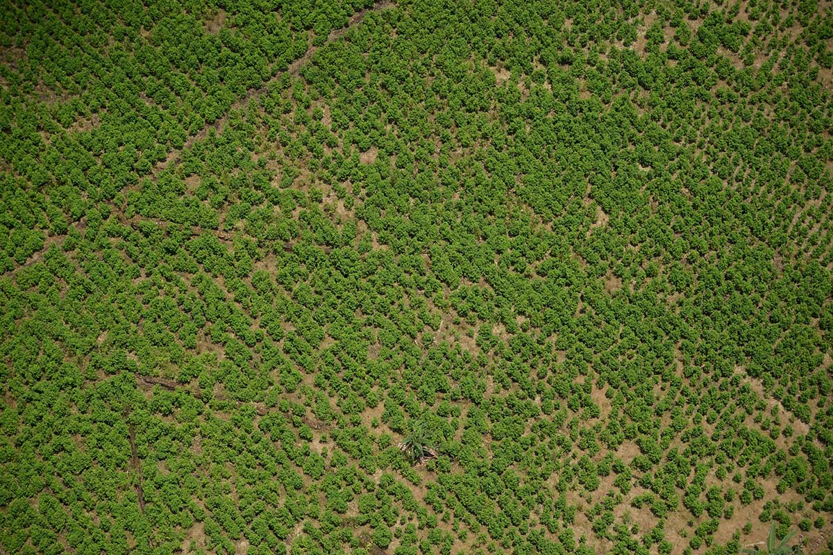 Por qué la administración Biden suspendió el monitoreo satelital de los cultivos de coca en Colombia