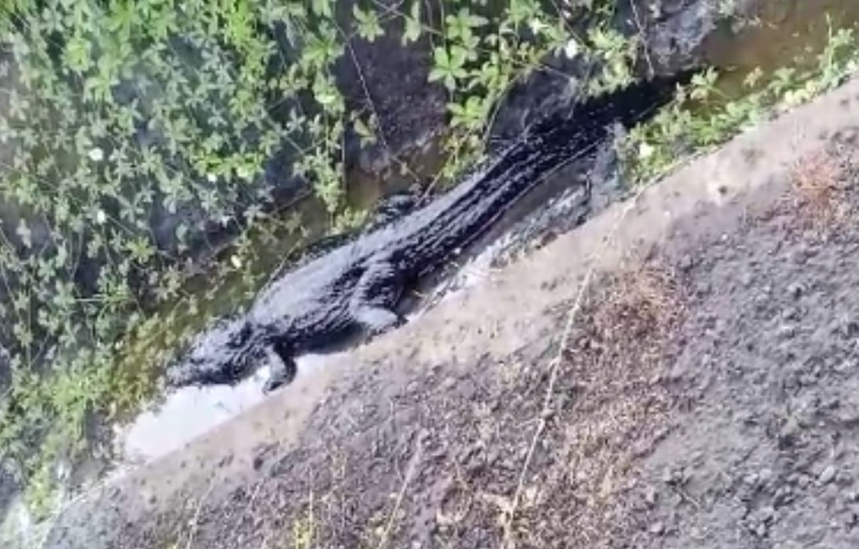 VIDEO: Un caimán cubierto de petróleo surge del lago de Maracaibo para mostrar el desastre ambiental en Venezuela