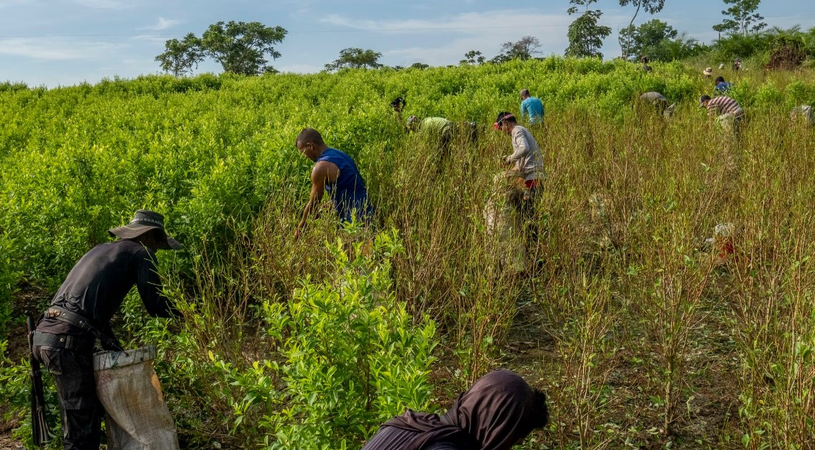 Más de 230 mil hectáreas de coca rompen nuevo récord en Colombia