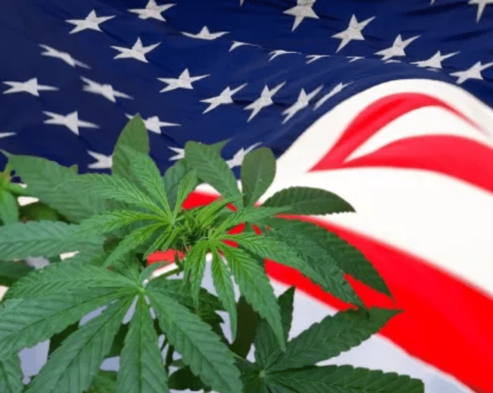 Senadores demócratas piden a la DEA que desclasifique totalmente la marihuana